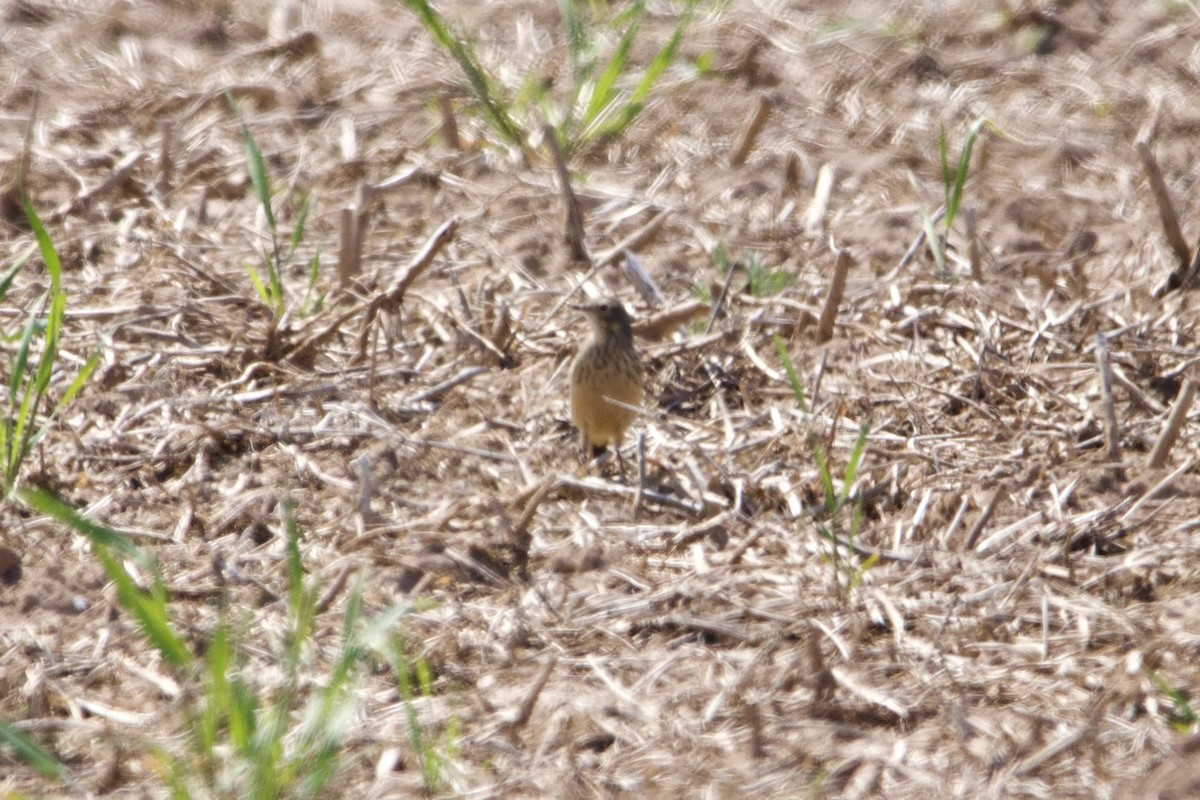 American Pipit - ML570356881