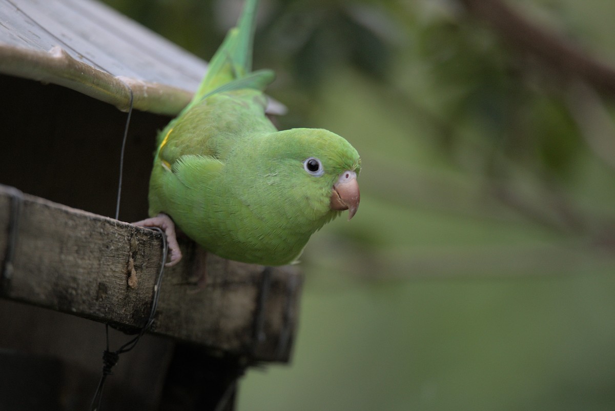 Yellow-chevroned Parakeet - ML570357641