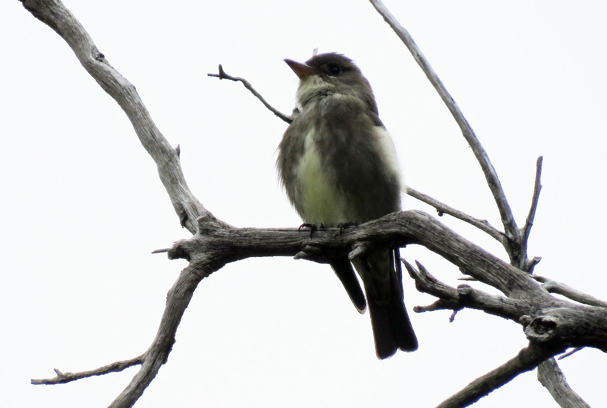 Olive-sided Flycatcher - ML570359141