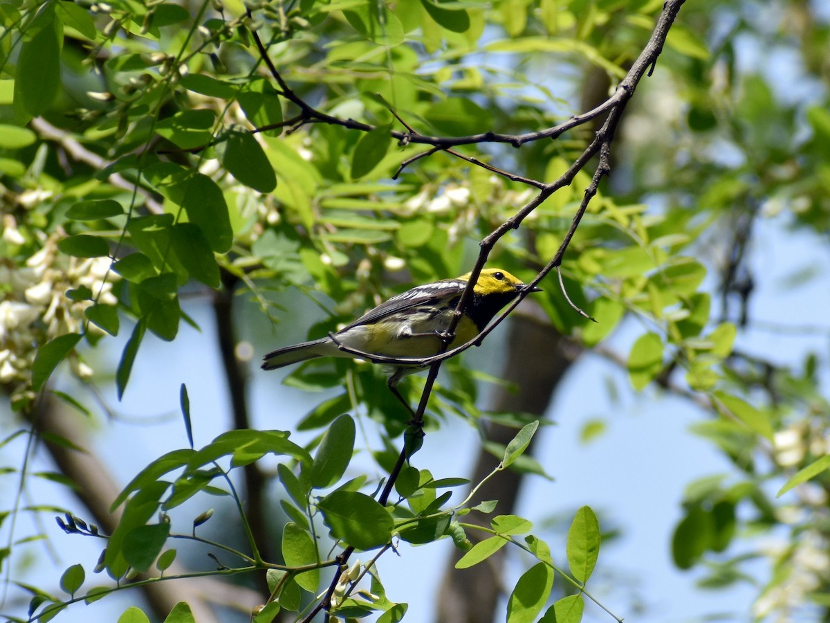 Grünmantel-Waldsänger - ML570359201