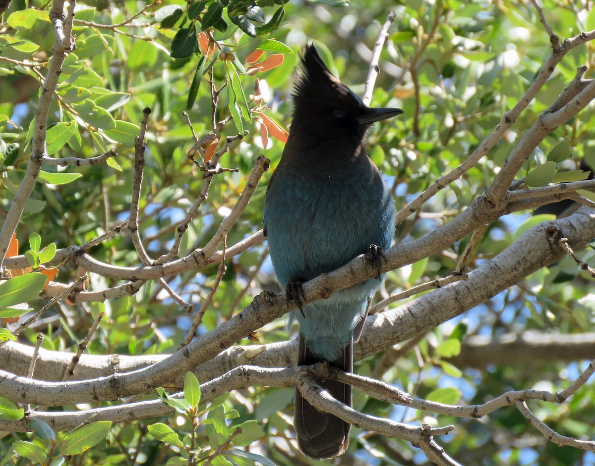 Steller's Jay - ML570359231