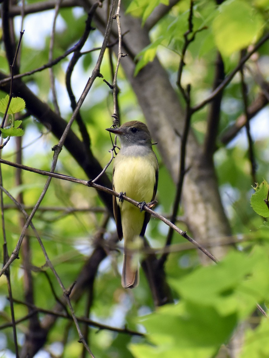 Great Crested Flycatcher - ML570359411