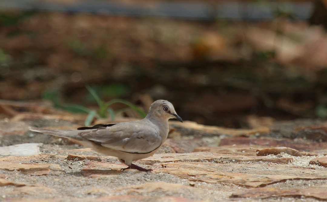 Picui Ground Dove - ML570359781