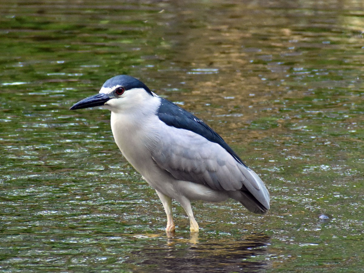 Black-crowned Night Heron - ML570359831