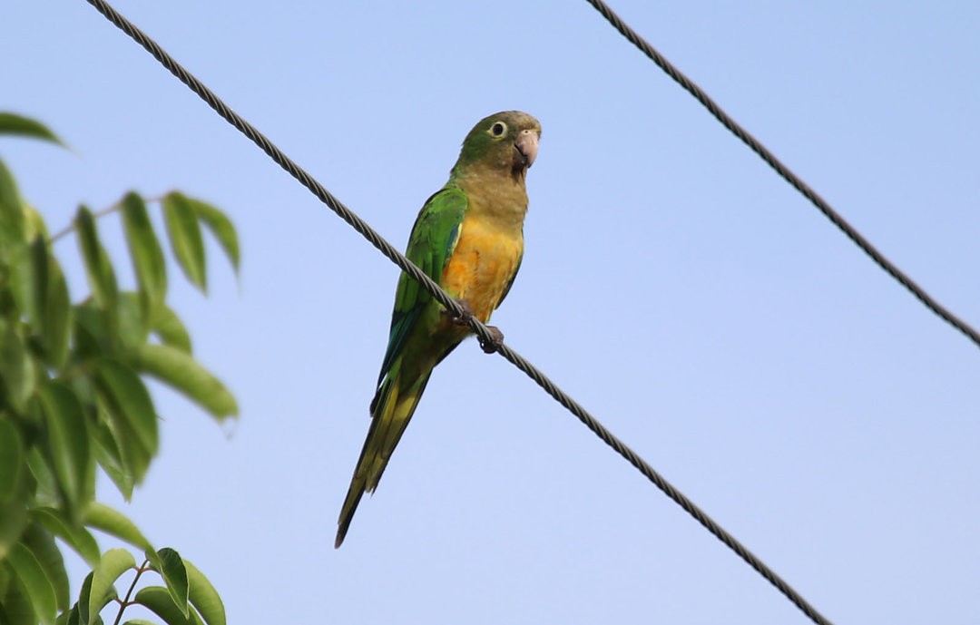 Cactus Parakeet - ML570359991