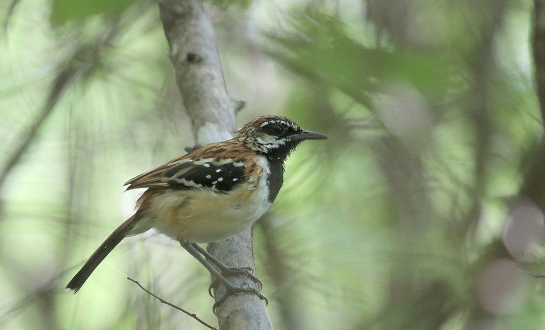 Stripe-backed Antbird - ML570360041