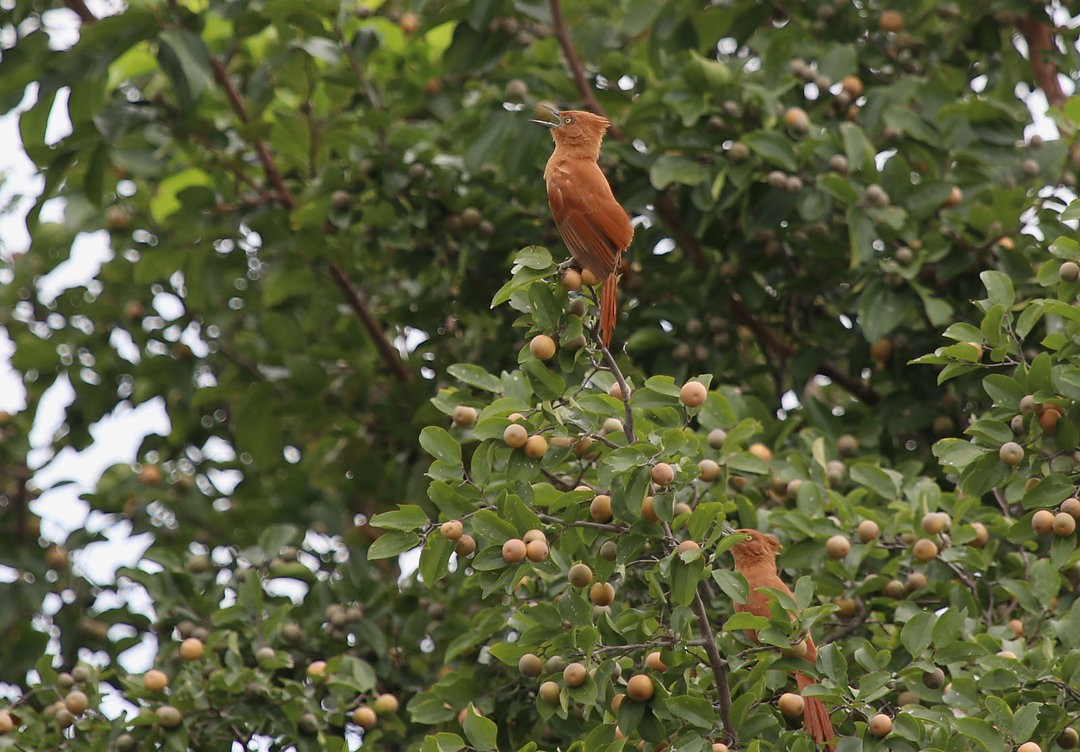 Zimthaubenläufer - ML570360111