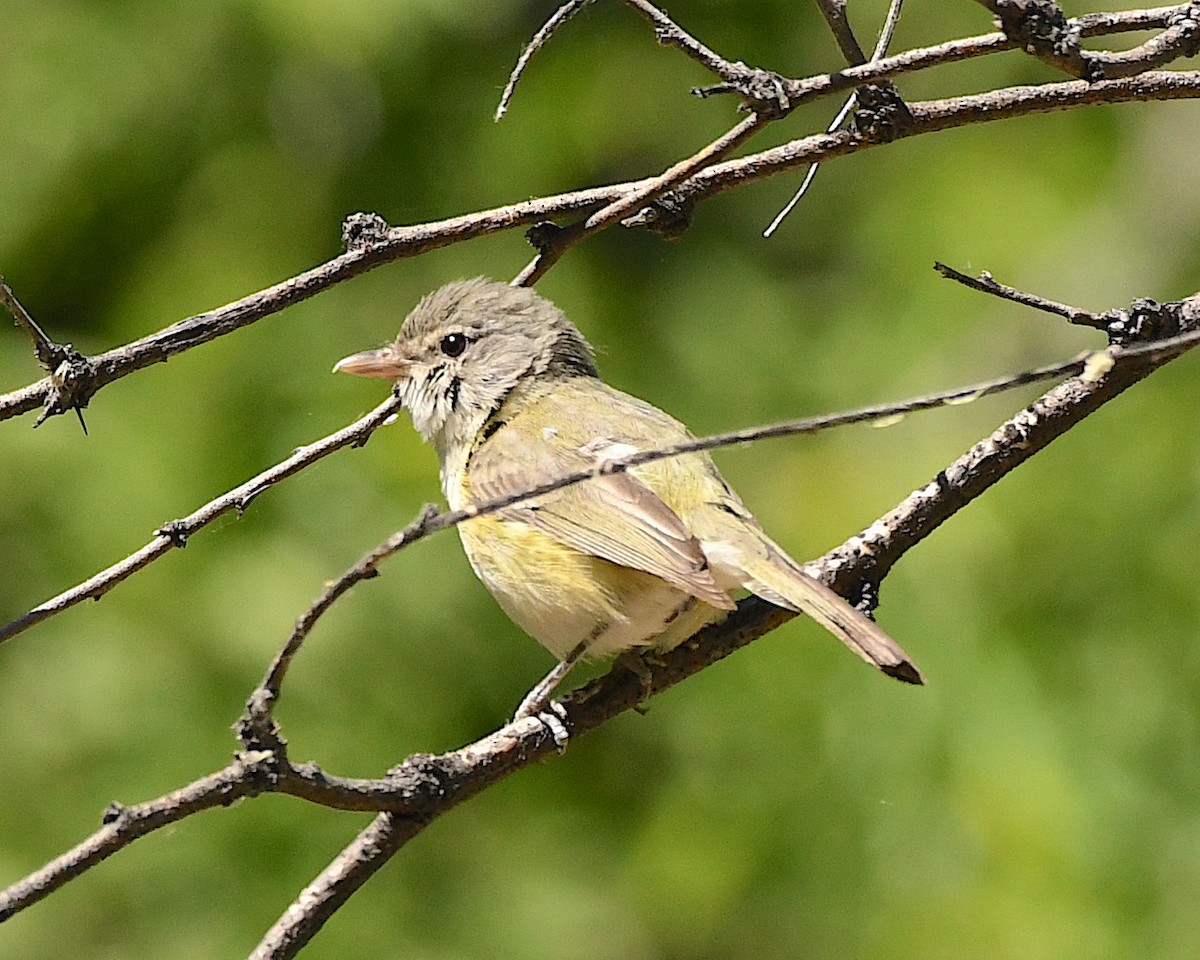 Braunaugenvireo (arizonae) - ML570362801