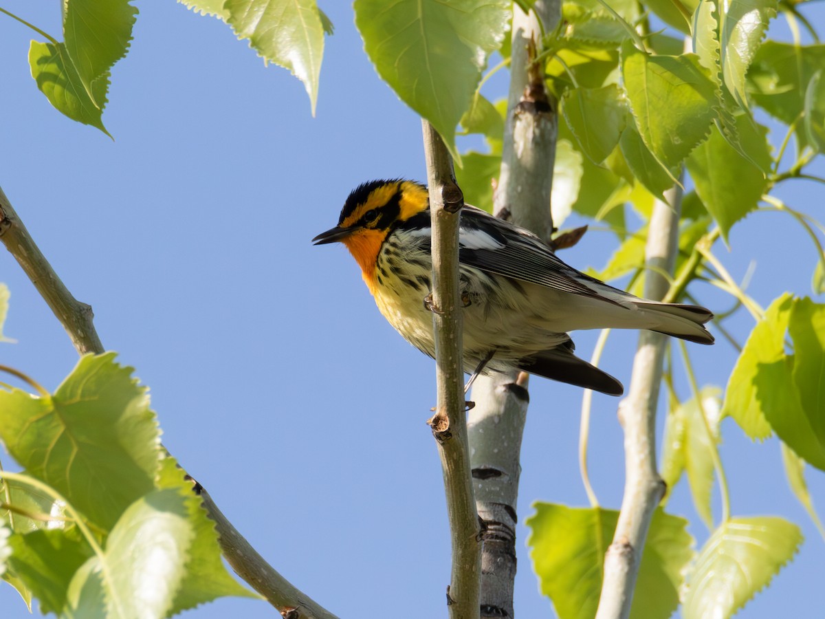 Blackburnian Warbler - ML570364381