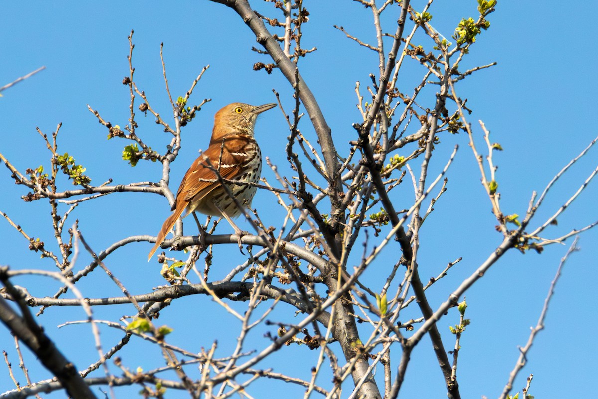 Brown Thrasher - ML570364601