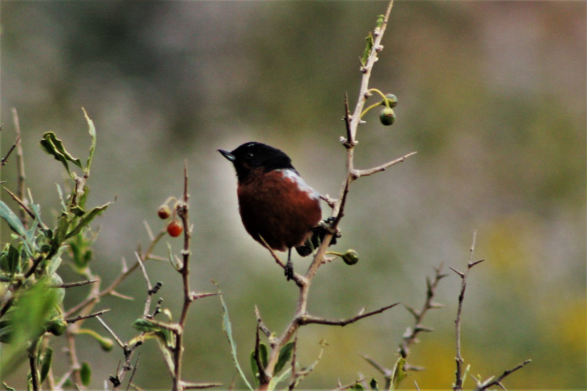 Black-throated Flowerpiercer - ML57036471