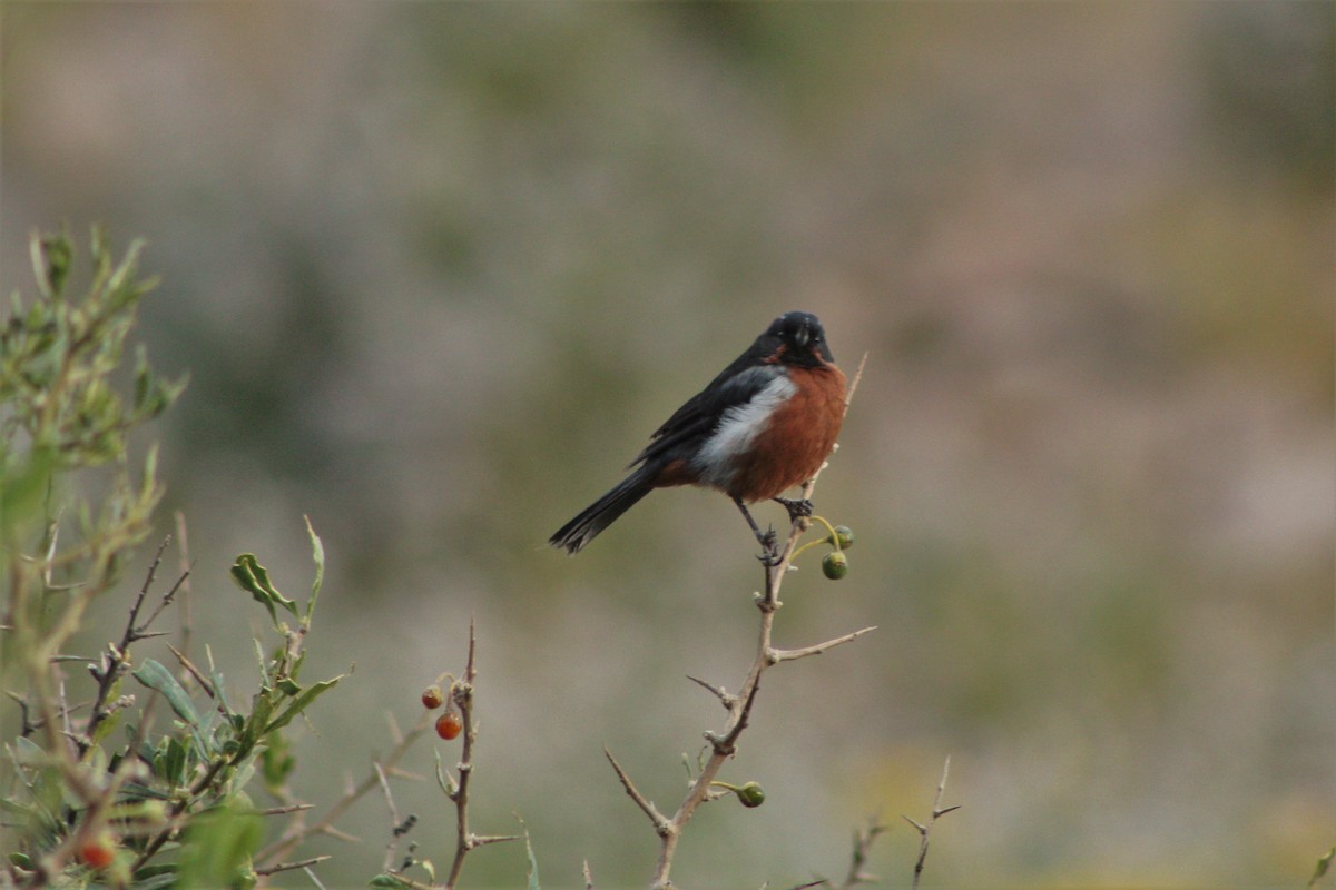 Black-throated Flowerpiercer - ML57036481