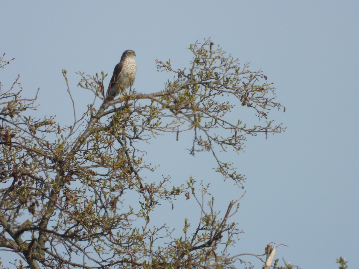 Eurasian Sparrowhawk - ML570365051