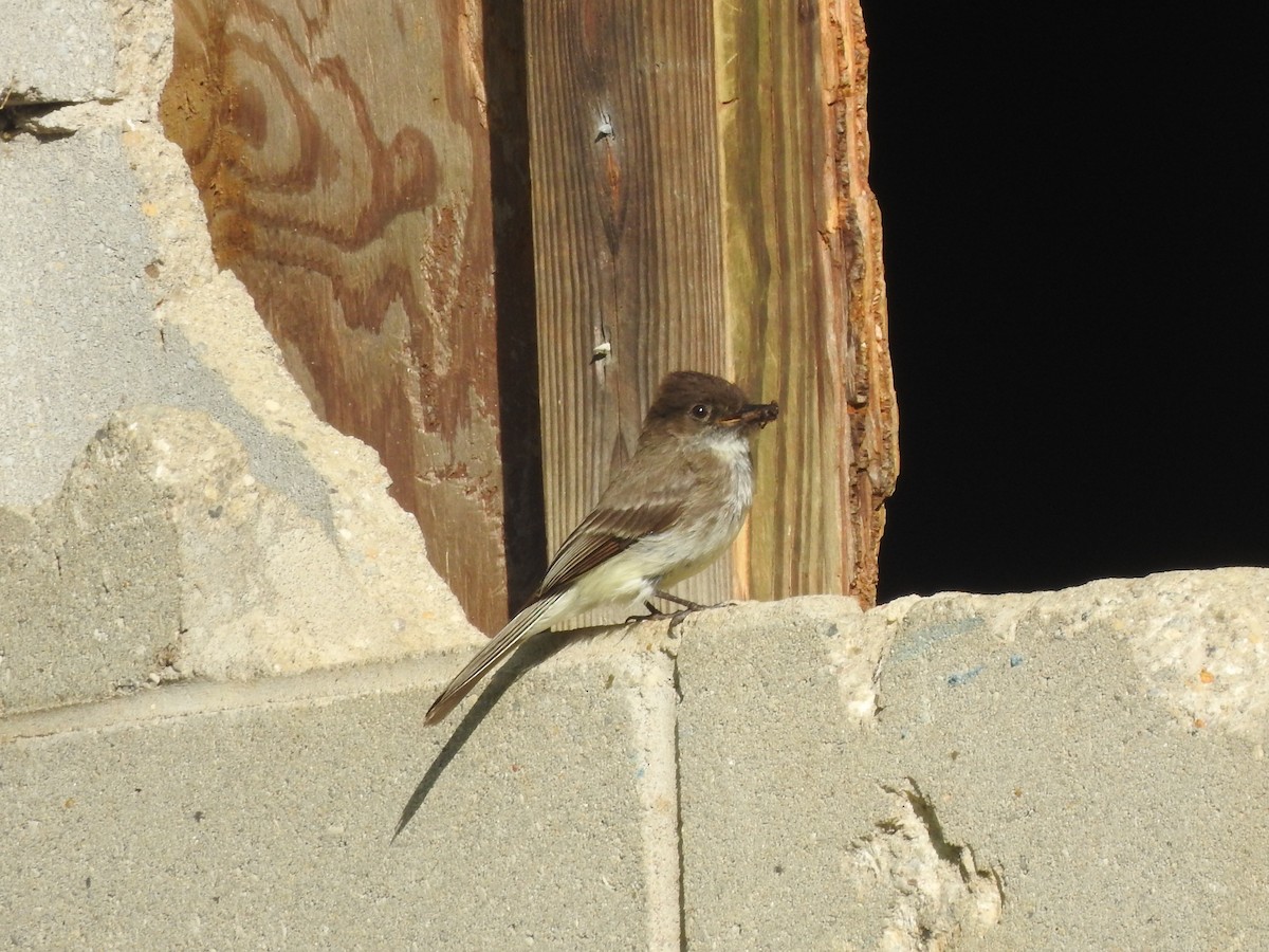 Eastern Phoebe - ML570365171