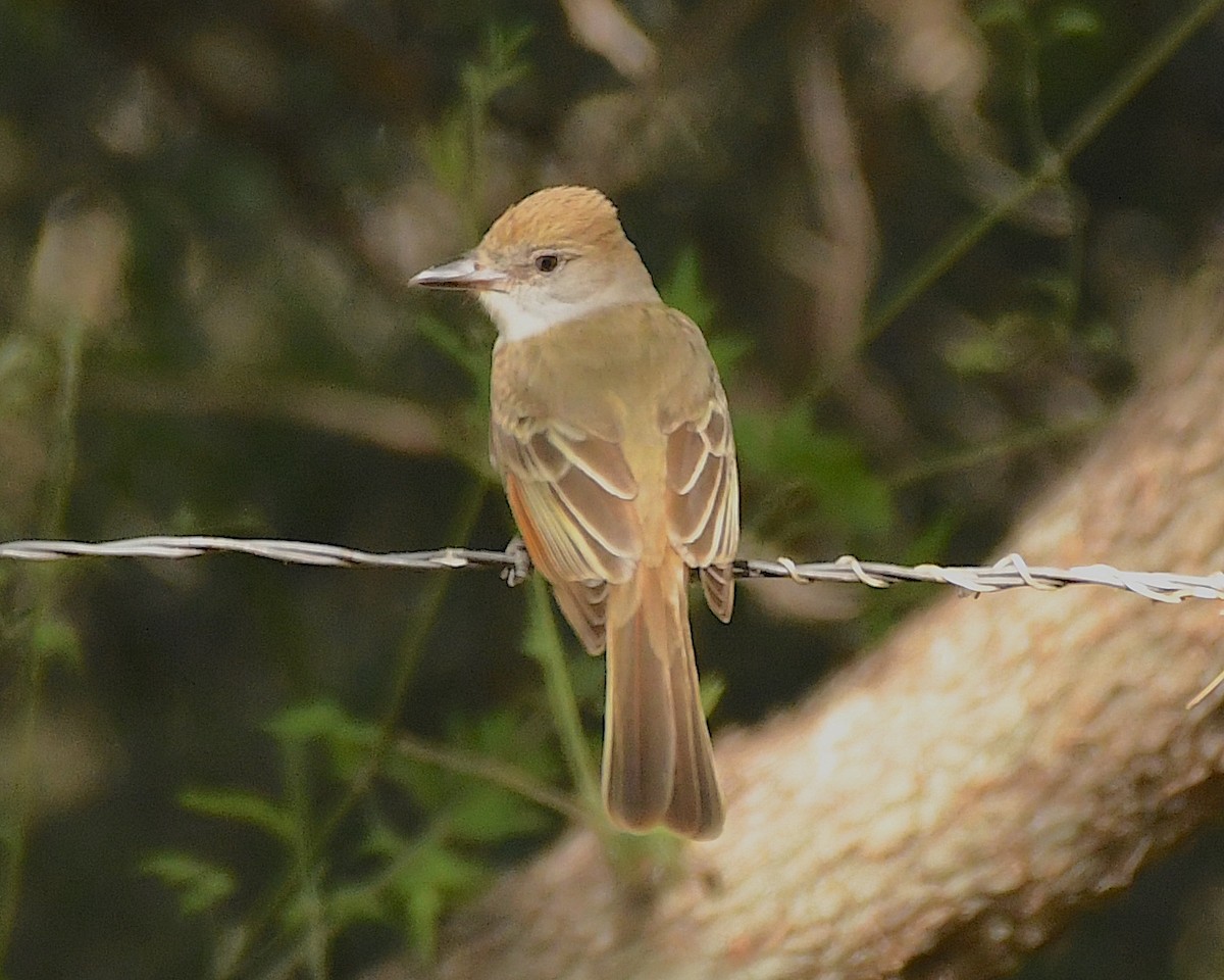 Ash-throated Flycatcher - Ted Wolff