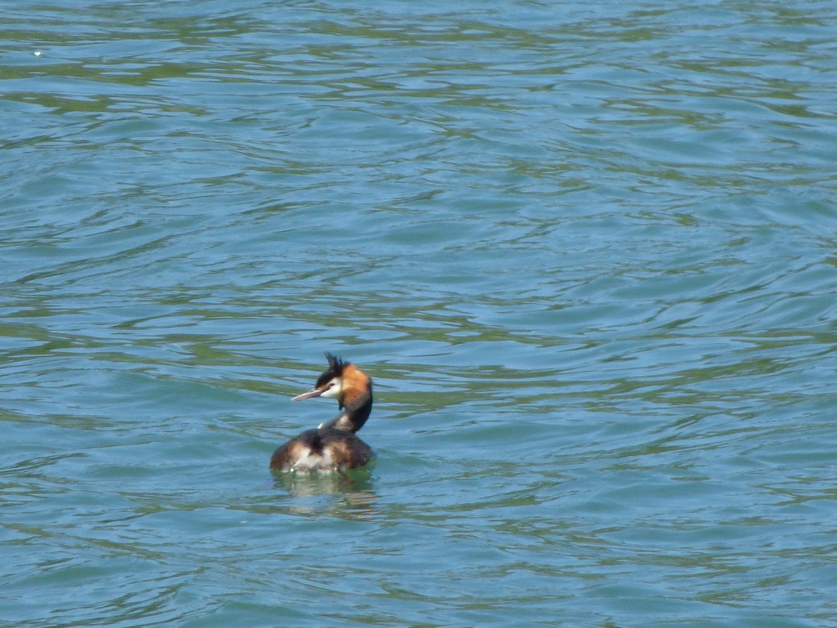 Great Crested Grebe - ML570365611
