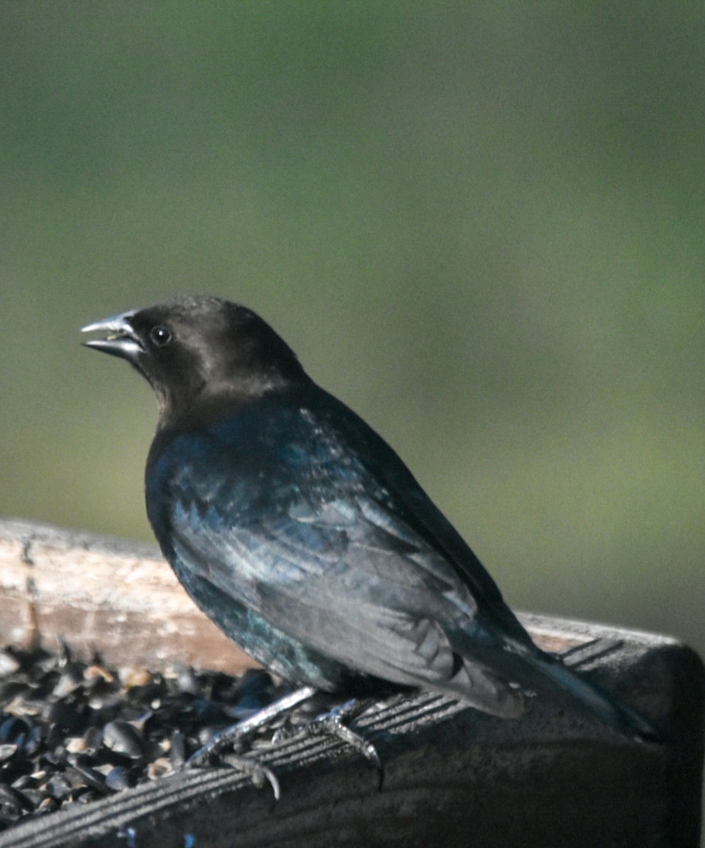 Brown-headed Cowbird - ML570365621