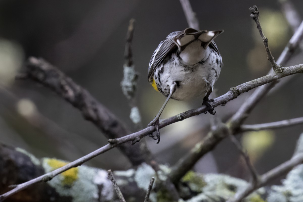Yellow-rumped Warbler - ML570365941