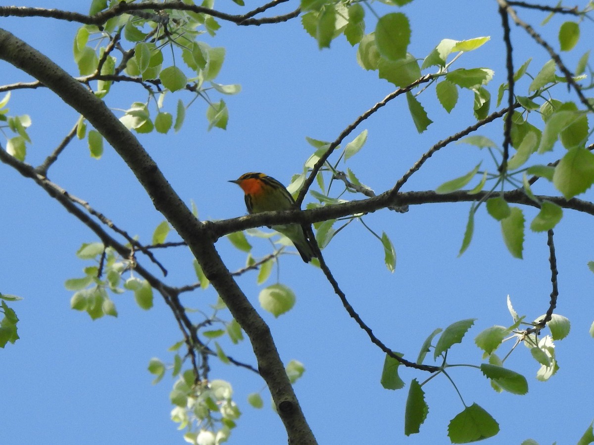 Blackburnian Warbler - ML570366151