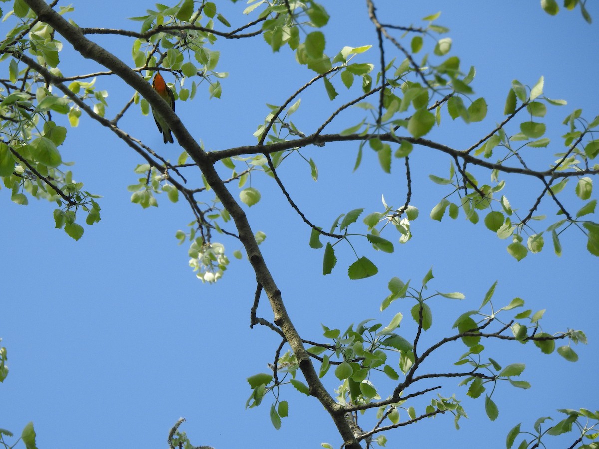 Blackburnian Warbler - ML570366511