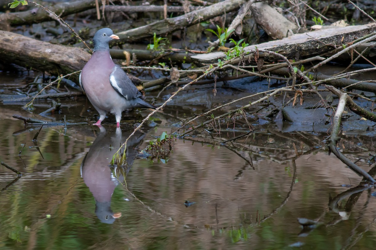 Common Wood-Pigeon - ML570367131