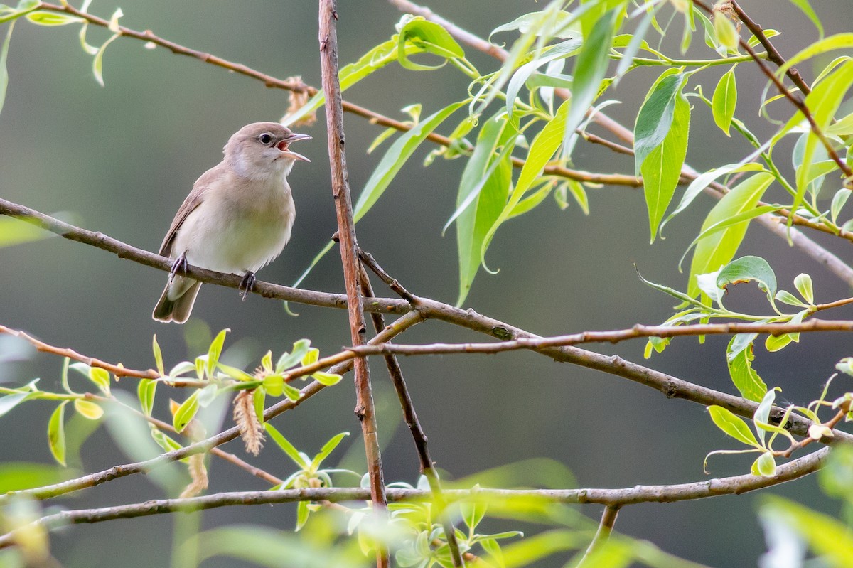 Garden Warbler - ML570367371