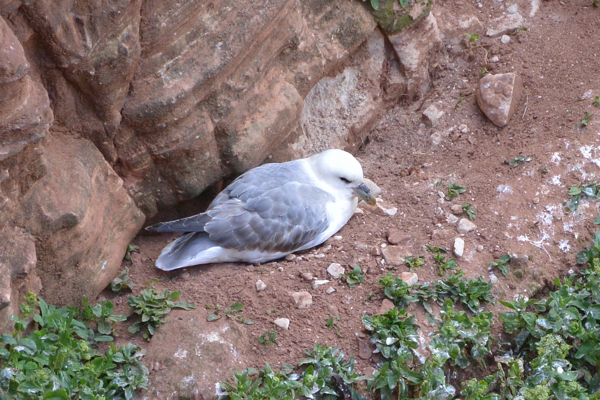 Northern Fulmar - ML570367671