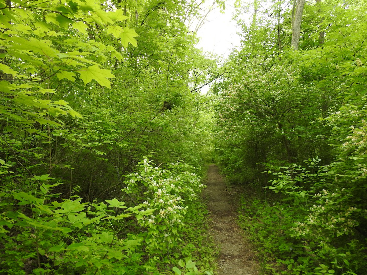Grive des bois - ML570367831