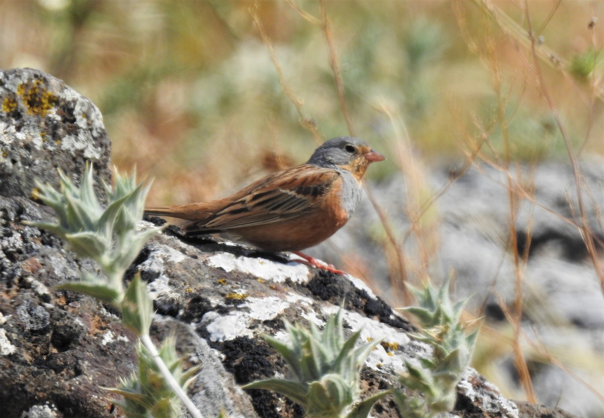 Cretzschmar's Bunting - ML570370231