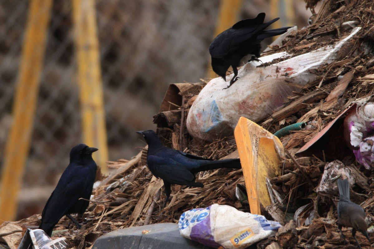 Tamaulipas Crow - ML570370831