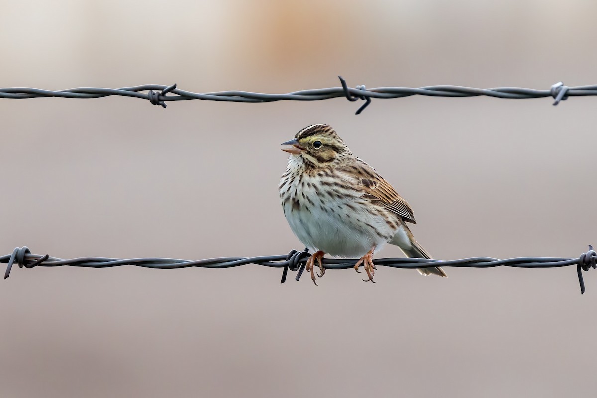 Savannah Sparrow - Ron Horn