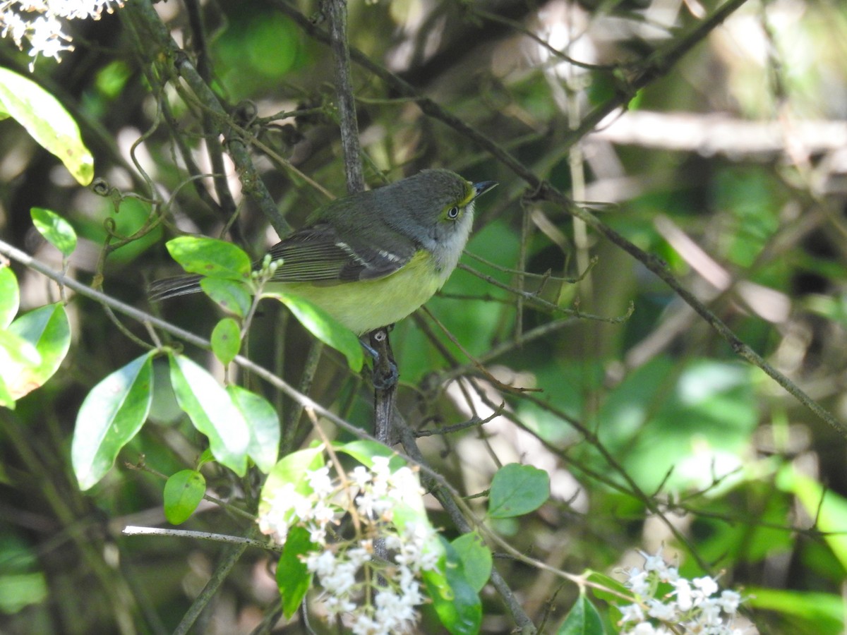 White-eyed Vireo - ML570373641