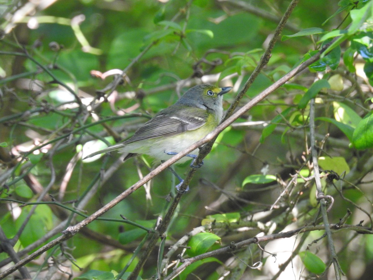 White-eyed Vireo - ML570373651