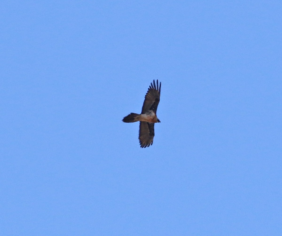 Ооч ёл - ML570373951