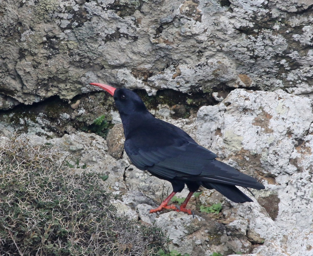 Red-billed Chough (Red-billed) - ML570374121