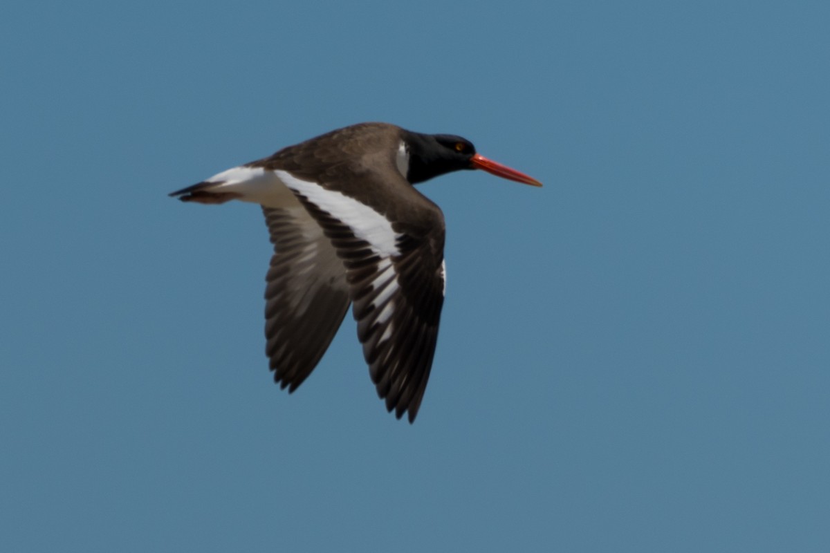 American Oystercatcher - ML570374371