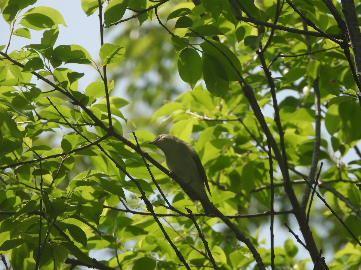 Vireo Ojirrojo - ML570374501