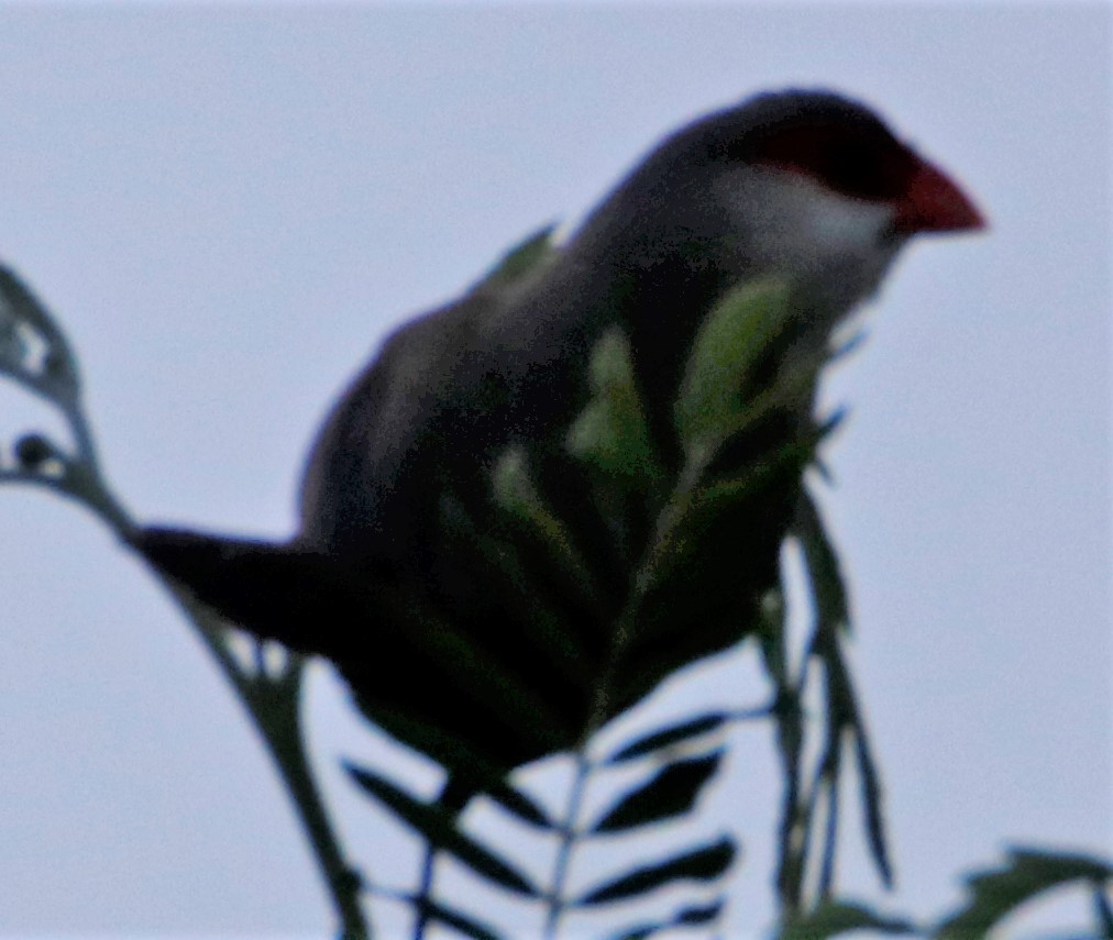 Common Waxbill - ML570374671