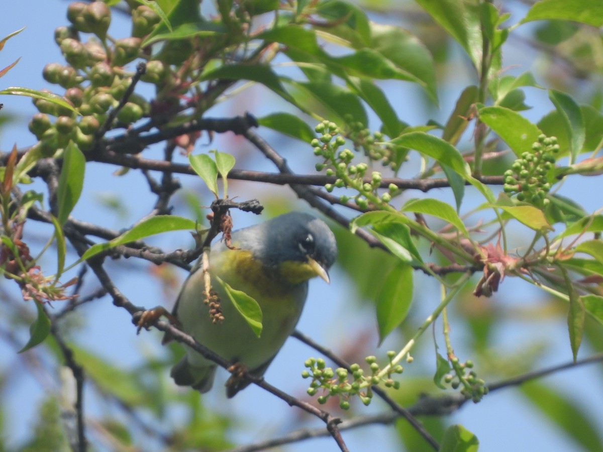 Northern Parula - ML570374961