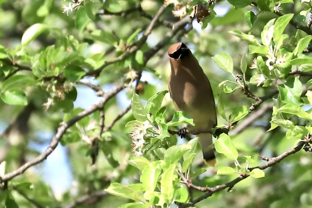 Cedar Waxwing - ML570375121