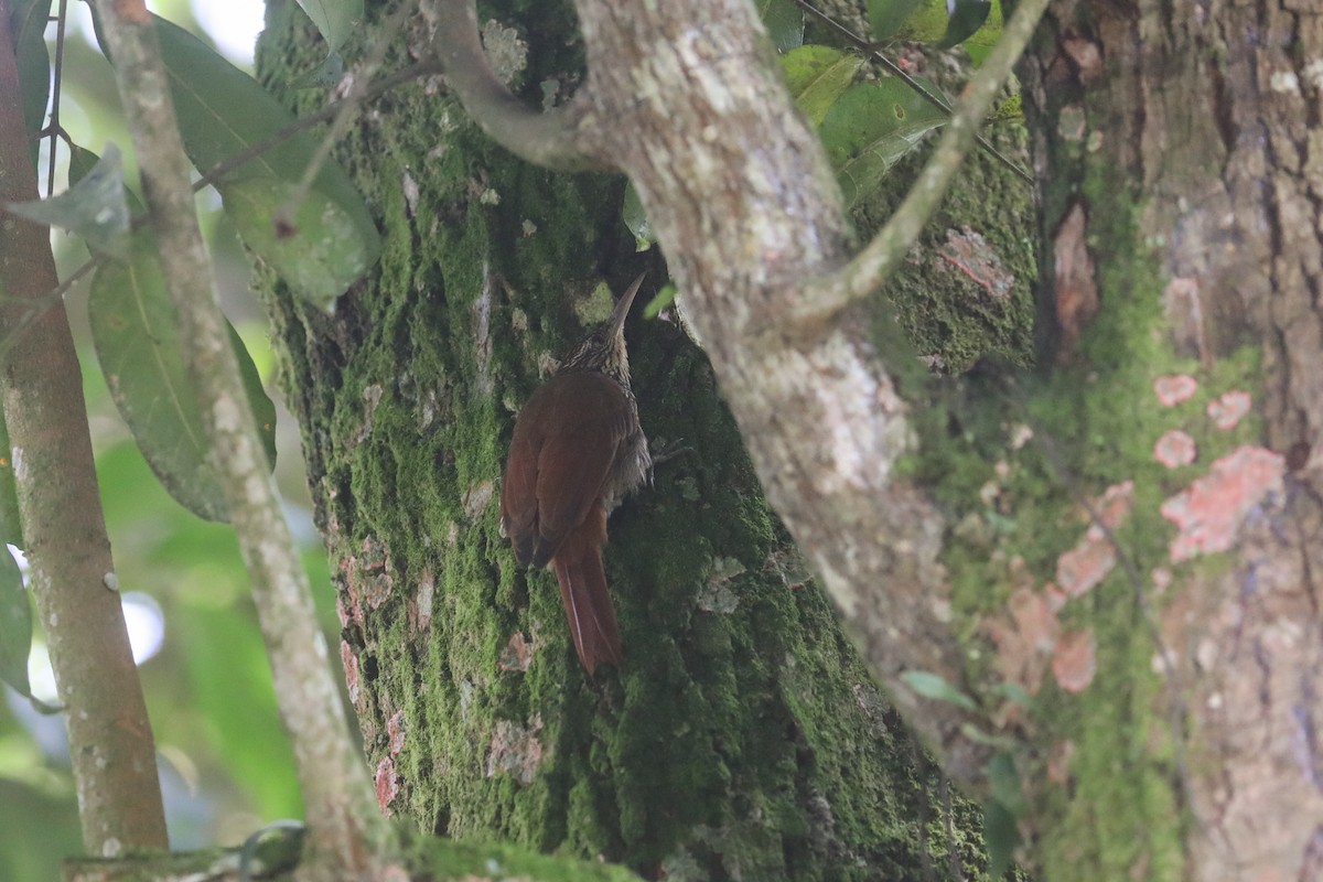 Streak-headed Woodcreeper - ML570375181