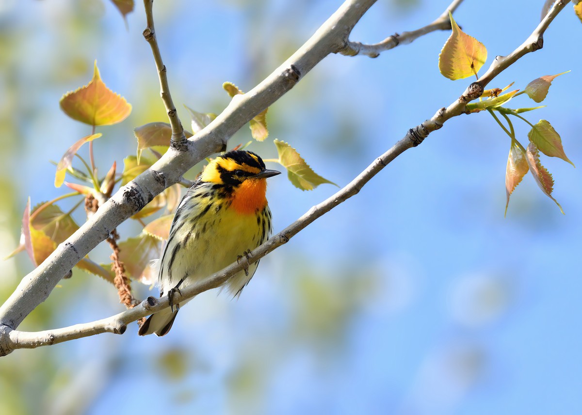 Blackburnian Warbler - ML570375511