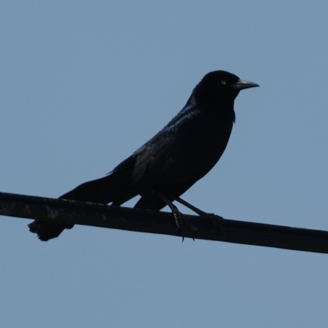 Boat-tailed Grackle - ML570375521