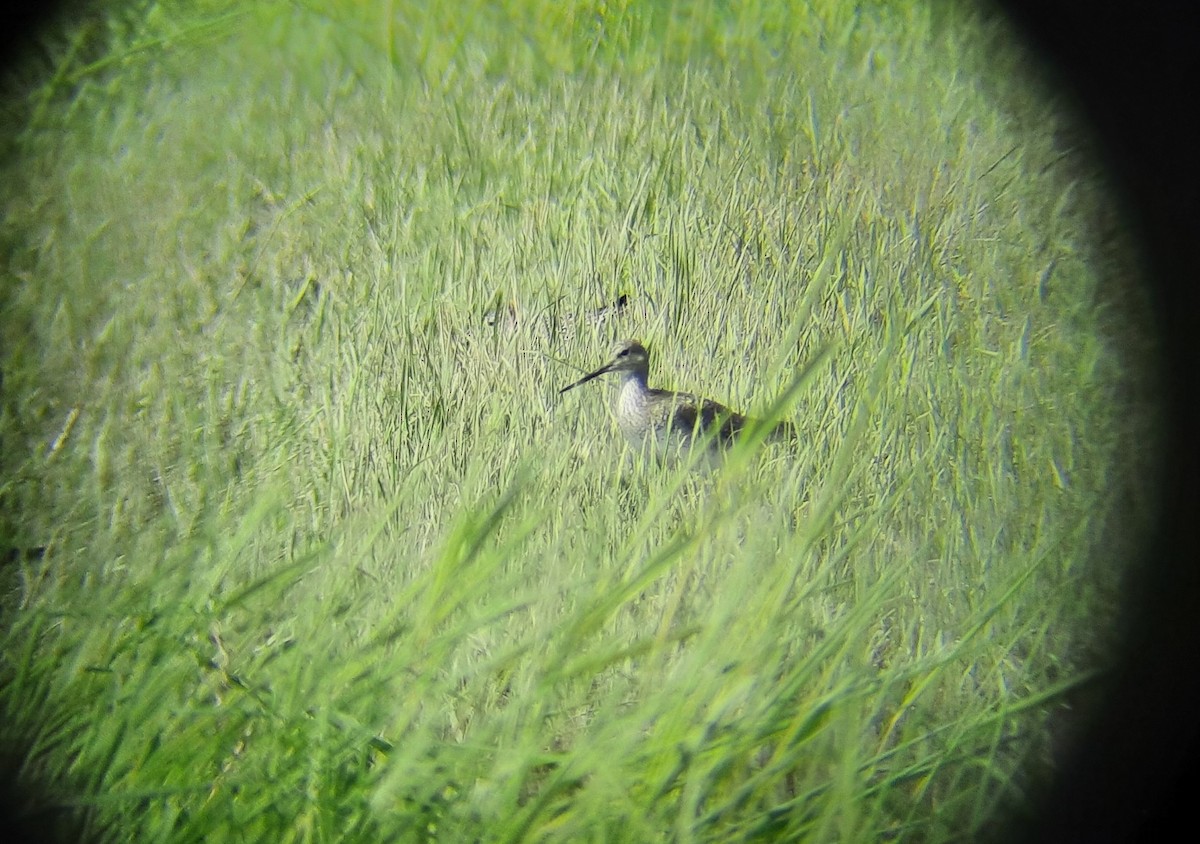 Greater Yellowlegs - ML570375661