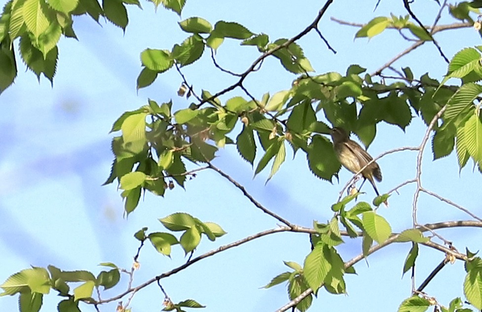 Red-eyed Vireo - ML570375891