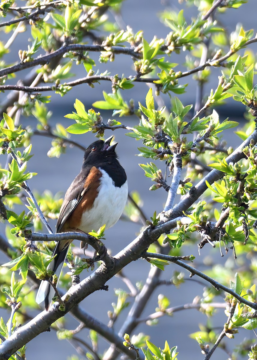 Eastern Towhee - ML570376501