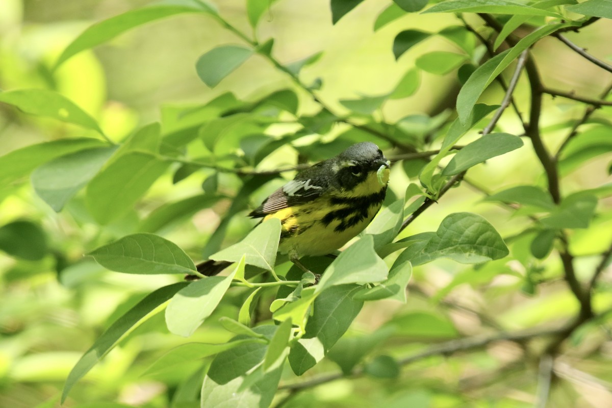 Magnolia Warbler - Bhima Aryateja