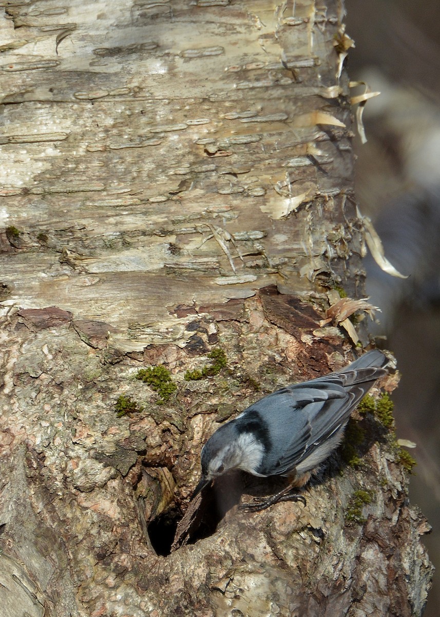 White-breasted Nuthatch - ML57037811