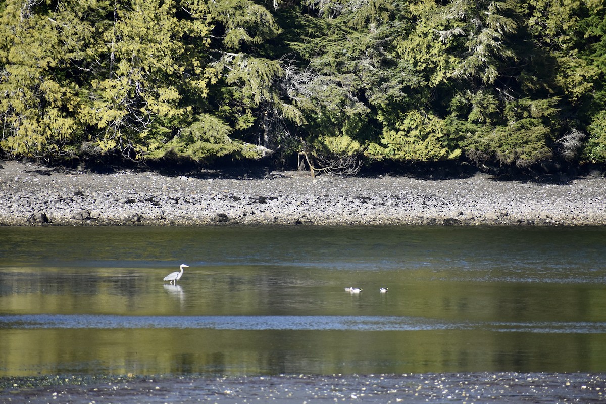 Большая голубая цапля - ML570379211