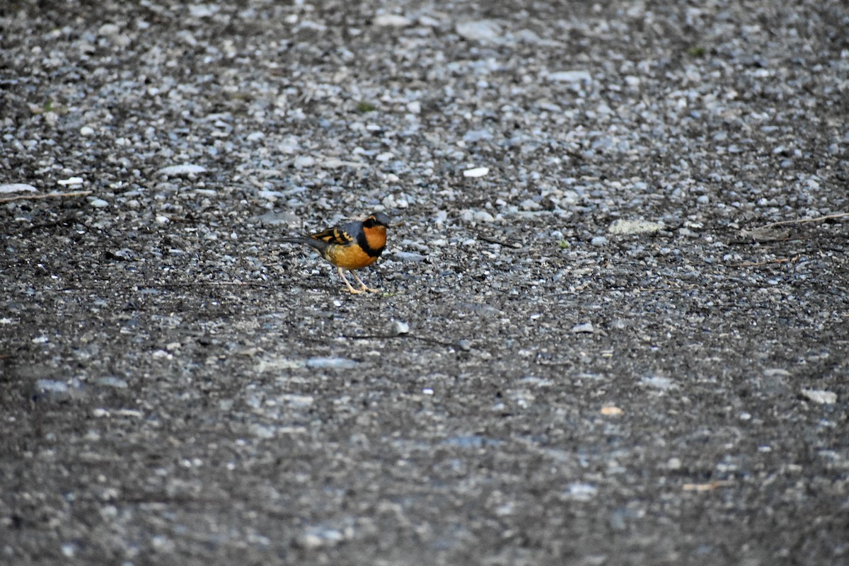 Разноголосый дрозд - ML570379341